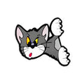Chat Colère